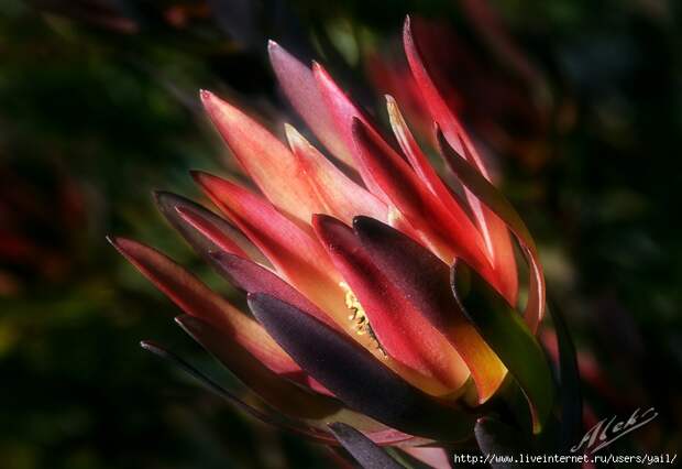 031 (700x481, 164Kb)