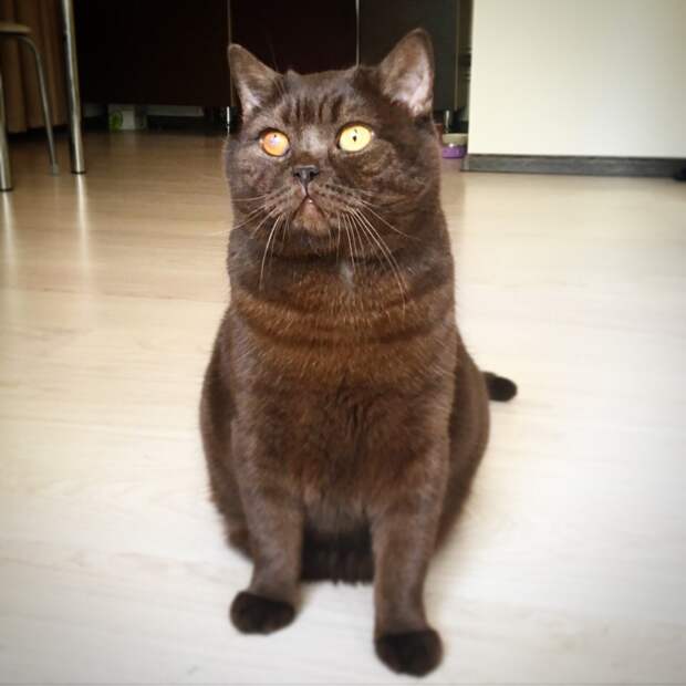 кот