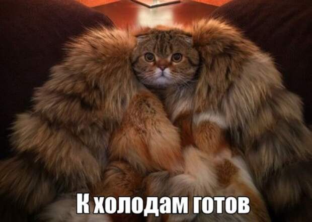 Порция прикольных картинок для настроения (52 шт)