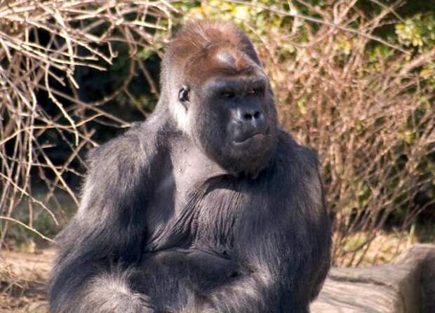 Самые сильные животные Земли Горилла (Gorilla), фото приматы картинка