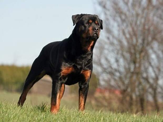 rottweiler1