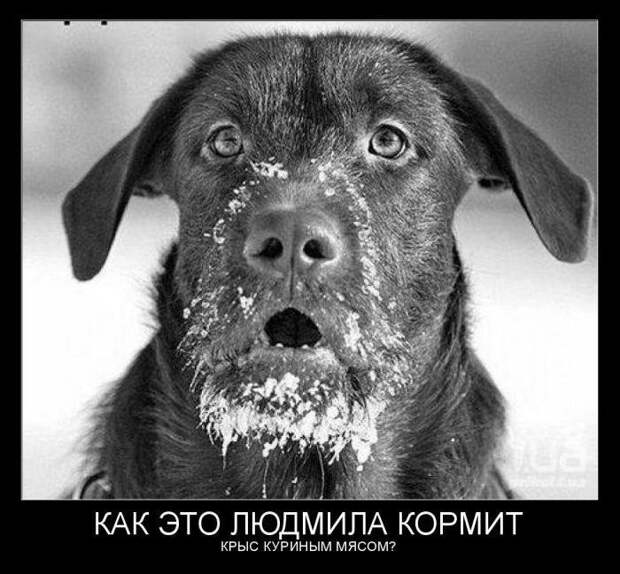 Смешные демотиваторы - приколы недели