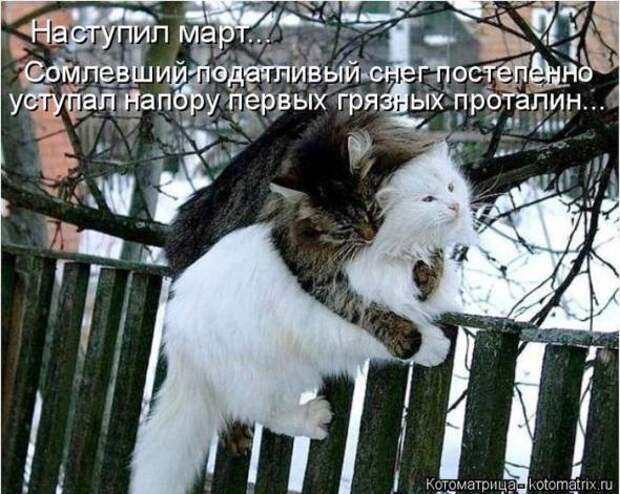Котоматрицы (картинки с надписями)