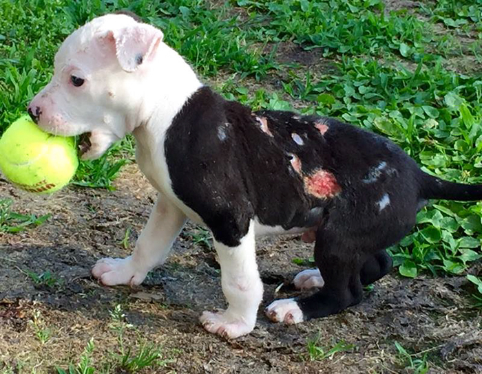 firefighter-dog-burn-victim-mascot-jake-william-lindler-19