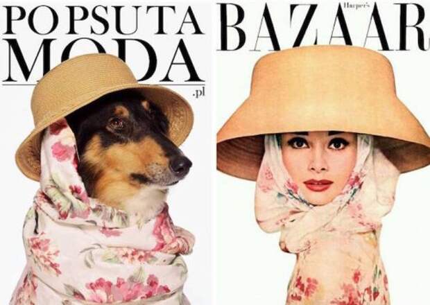 Кампания "Po Psu Ta Moda", с помощью которой собаки из приюта обретают дом (11 фото)