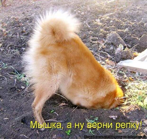 600x720-5d56f4a9fefb2db486754f857268ad34_103348 (600x567, 244Kb)