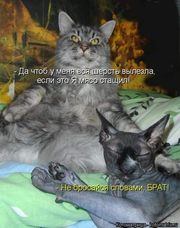 Лучшие котоматрицы недели