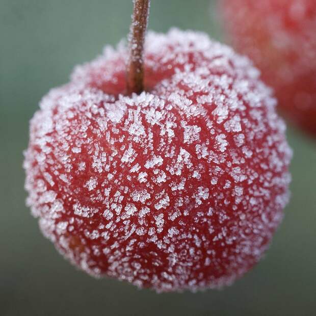 hoarfrost09 Утренний иней