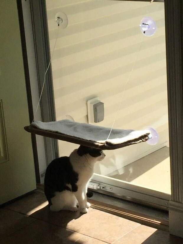Это поймет каждый обладатель злого кота животные, злые, коты