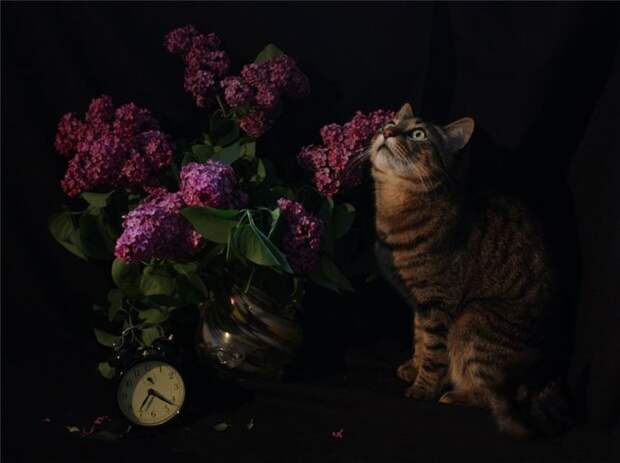 Котонатюрморты II Коты с цветами