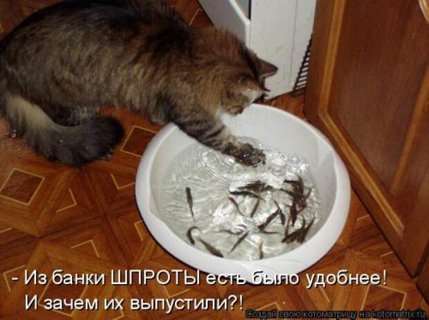 Котоматрица на Бугаге (37 фото)