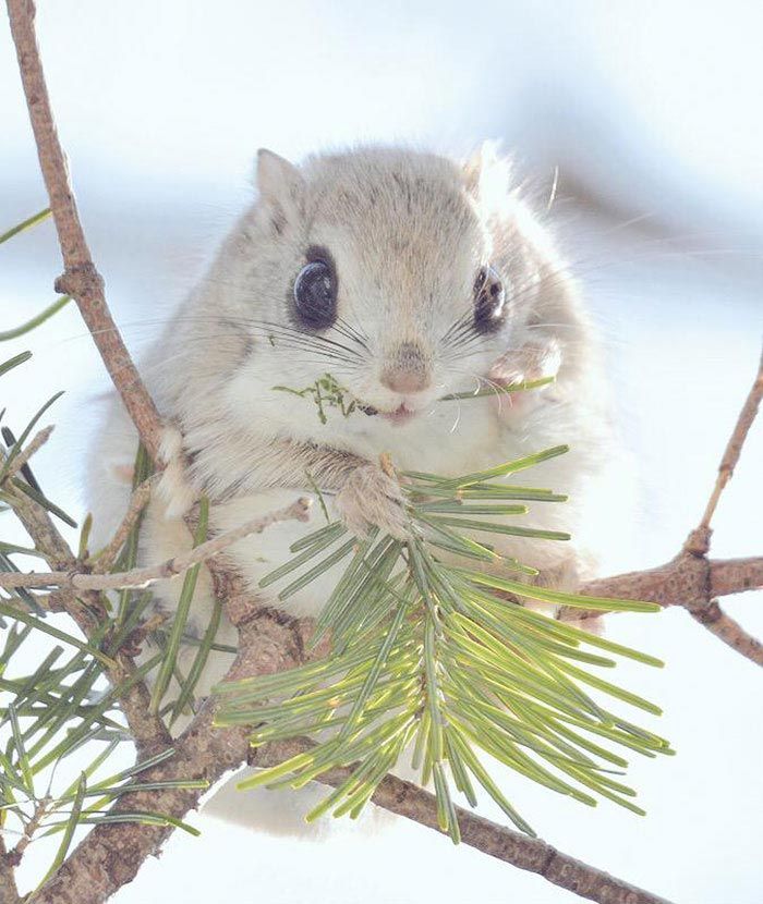 Hokkaido  cute animals, Хоккайдо милые животные