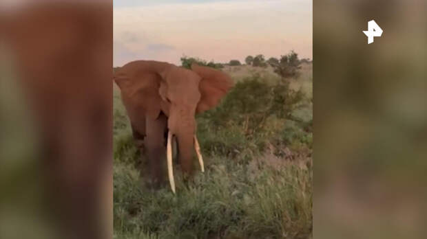 Слон протаранил сафари-джип с британскими туристами и разбил окно