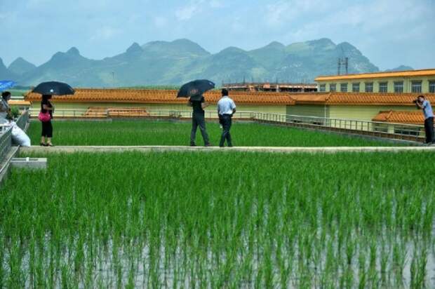 рисовая ферма на крыше пивоварни: Городские фермы