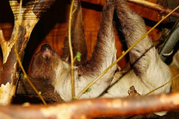 Муравьи, которые спят 250 раз за сутки, и 14 других снимков о том, как спят животные