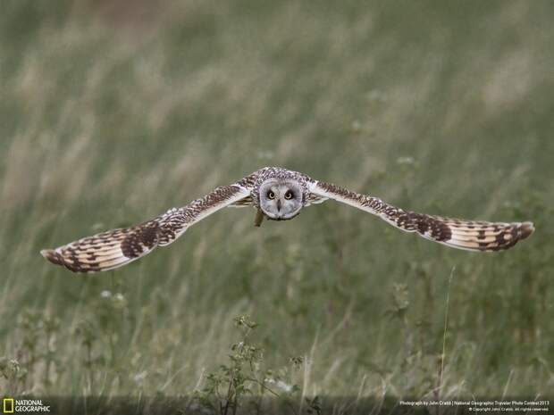 natgeocontest20 natgeocontest20 35 лучших фото животных на фотоконкурсе National Geographic Traveler