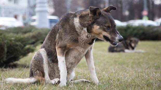 Спасибо парню с палкой: в Евпатории три собаки едва не загрызли женщину