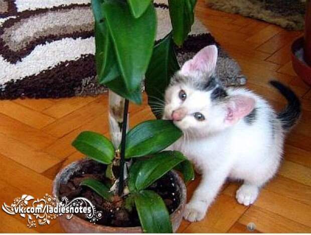 Смертельно опасный цветок для кошек. Кошка и домашние растения. Кошачий цветок комнатный. Комнатные цветы ядовитые для кошек. Домашний цветок ядовитый для кошек.