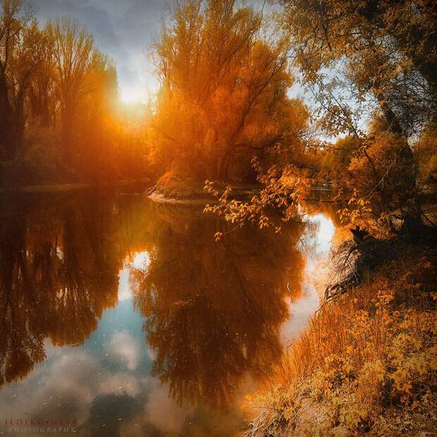 Таинственный лес от Ildiko Neer