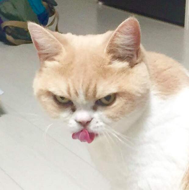 Озлобленный кот Коюки животные, коты, прикол