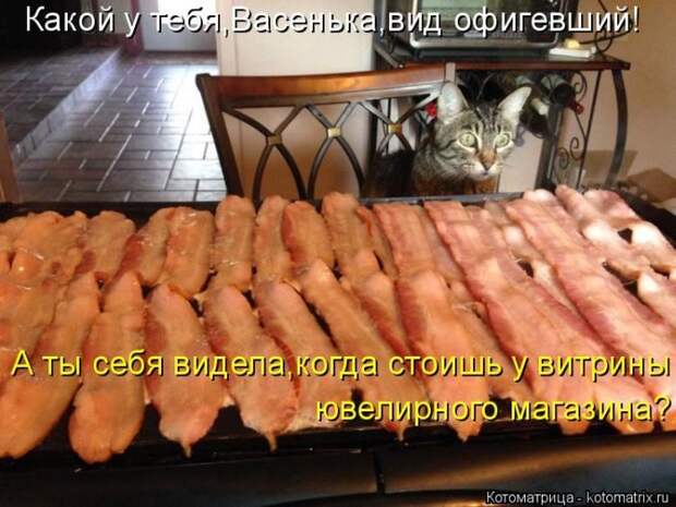 Лучшие котоматрицы недели