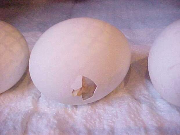 Как из яйца развивается курица курица, развивается, яйцо