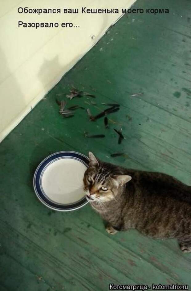 Котоматрицы (картинки с надписями)