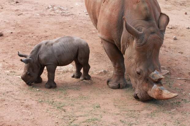 Детеныш носорога — единственный в семье. Вместе с матерью он проводит первые два с половиной года жизни. Если за это время у самки появляется еще один отпрыск, то старший на время лишается материнского внимания