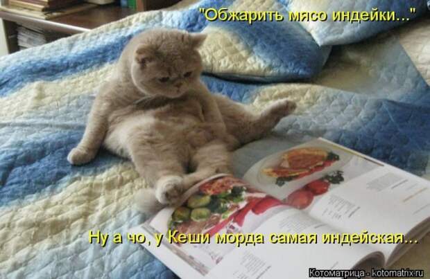 Лучшие котоматрицы недели