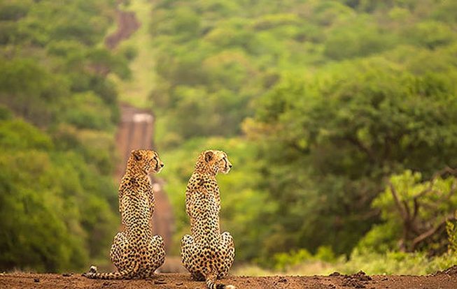 AnimalTwins21