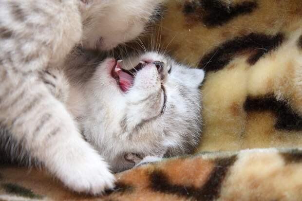 Забавные котята
