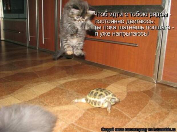 Котоматрица новые за неделю.