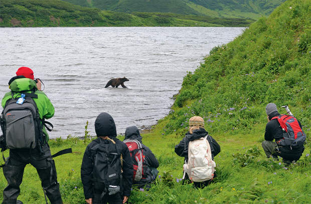 Кричать и убегать бесполезно: как вести себя при встрече с медведем