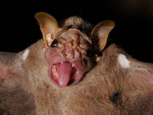 9. Складчатомордый листонос (Wrinkle-faced bat) животные, факты