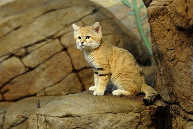 Барханный кот. Фото