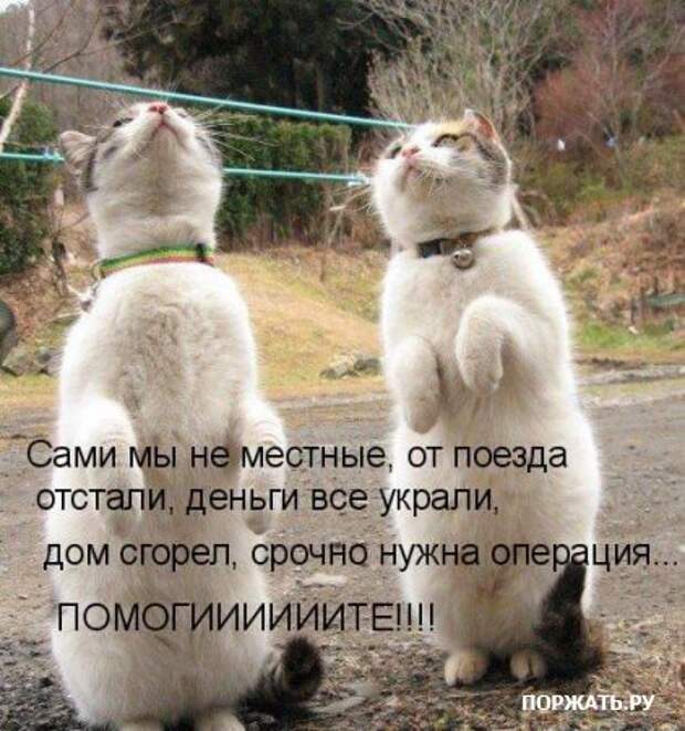 Ржачные картинки животных, смешные надписи.