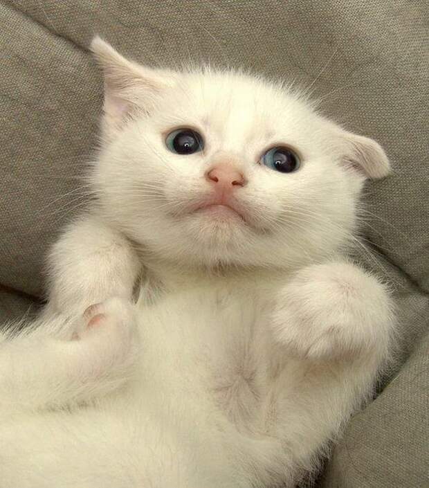 Забавные котята
