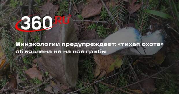 В Подмосковье ожидается грибной бум