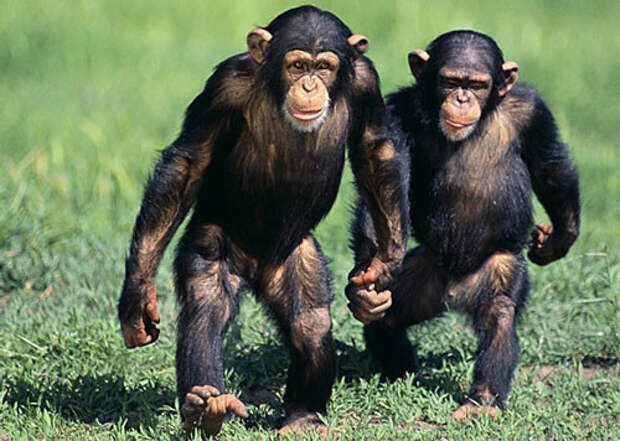 Шимпанзе умеют устраивать выборы земля, природа, удивительное рядом, чудеса