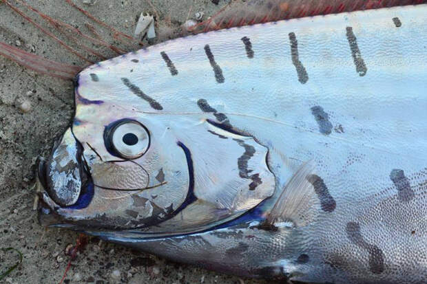 Чудовищную рыбу из морских глубин выбросило на берег Новой Зеландии
