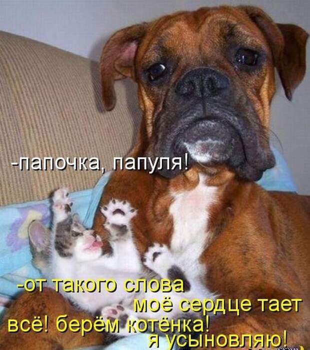 Боксёры такие боксёры боксер, еда, животные, собаки
