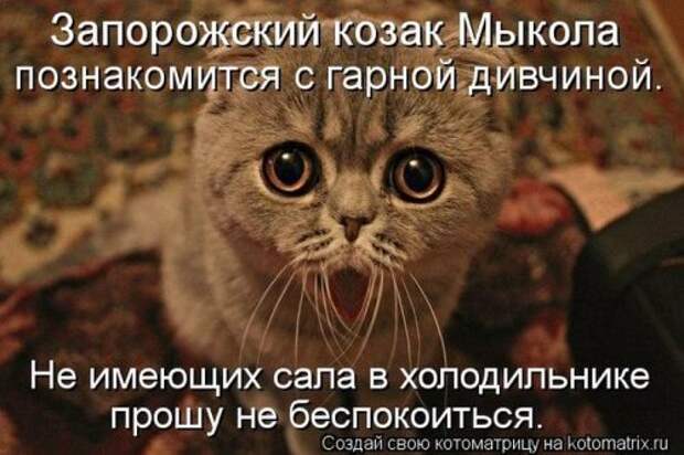 Лучшие котоматрицы недели (28 фото)