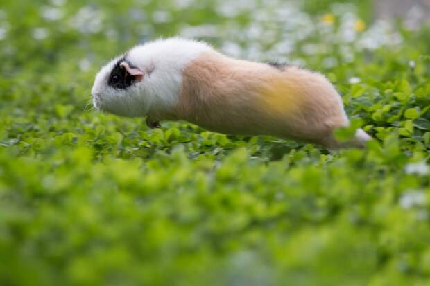 9. Сваливаем guinea pig, животные, морская свинка