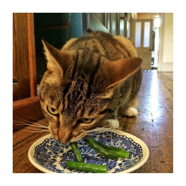 кошка ест фасоль