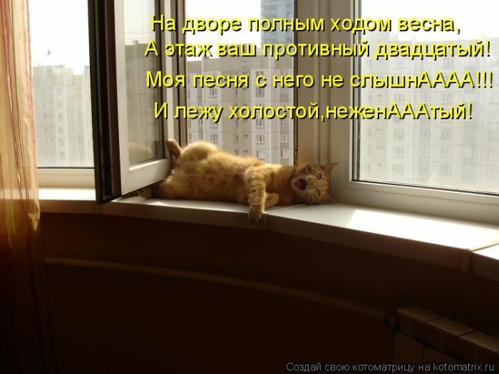Лучшие котоматрицы недели