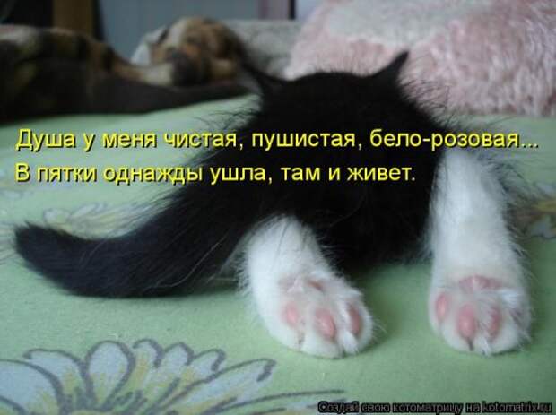 Новая котоматрица (36 фото)