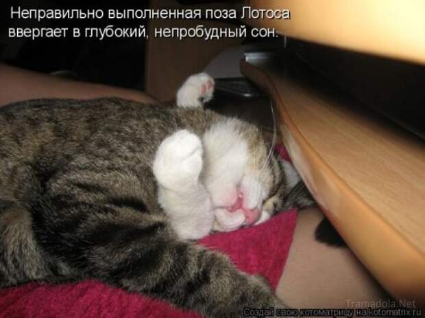 Котоматрица 18