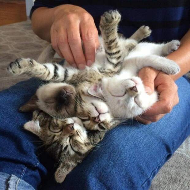 Мурчалки животные, жизнь, киски, коты
