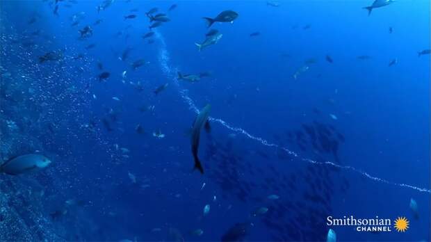 pufferfish-get-caught-in-underwater-vortex