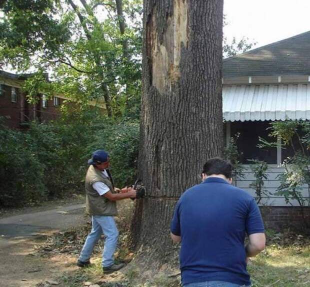 Спилил дерево (5 фото)